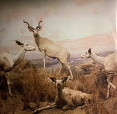 INTERPOL "Our Love To Admire" (NM/NM 2LP)