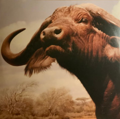 INTERPOL "Our Love To Admire" (NM/NM 2LP)